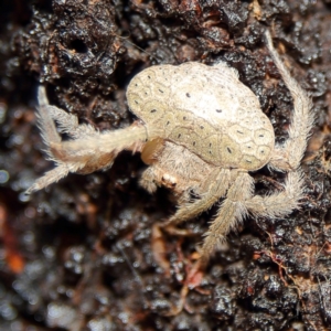 Dolophones sp. (genus) at Higgins, ACT - 11 Dec 2023