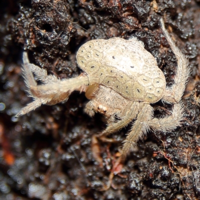 Dolophones sp. (genus) (Wrap-around Spider) at Higgins, ACT - 10 Dec 2023 by Trevor