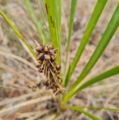 Lomandra longifolia (Spiny-headed Mat-rush, Honey Reed) at Kaleen, ACT - 10 Dec 2023 by WalkYonder