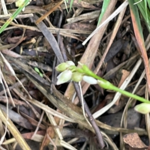 Persicaria strigosa at QPRC LGA - 10 Dec 2023 04:04 PM