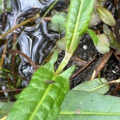 Persicaria strigosa at QPRC LGA - 10 Dec 2023