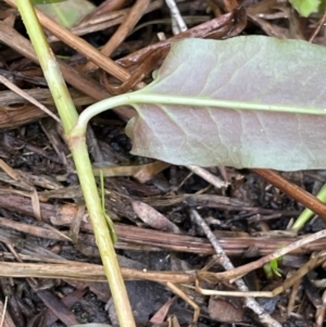 Persicaria strigosa at QPRC LGA - 10 Dec 2023