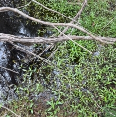 Persicaria strigosa at QPRC LGA - 10 Dec 2023