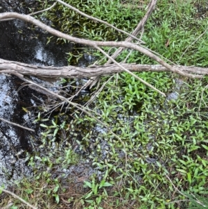 Persicaria strigosa at QPRC LGA - 10 Dec 2023