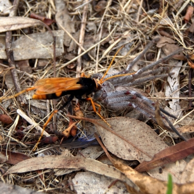 Cryptocheilus bicolor (Orange Spider Wasp) at Higgins Woodland - 11 Dec 2023 by MichaelWenke