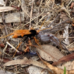 Cryptocheilus bicolor (Orange Spider Wasp) at Higgins Woodland - 10 Dec 2023 by Trevor