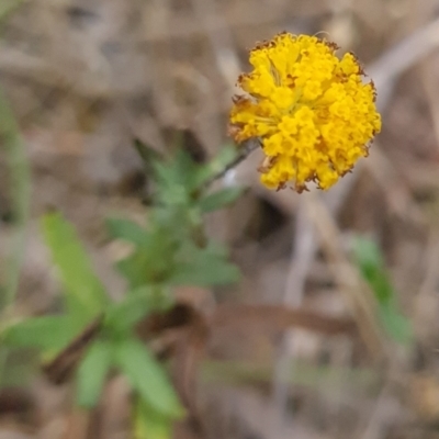 Leptorhynchos squamatus subsp. squamatus (Scaly Buttons) at Gungaderra Grasslands - 10 Dec 2023 by WalkYonder