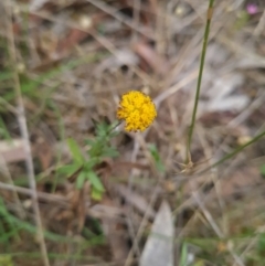 Leptorhynchos squamatus subsp. squamatus at Gungaderra Grasslands - 11 Dec 2023