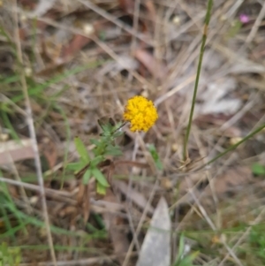 Leptorhynchos squamatus subsp. squamatus at Gungaderra Grasslands - 11 Dec 2023