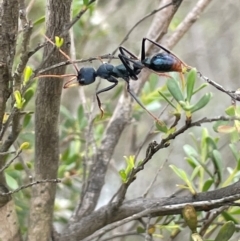 Myrmecia tarsata (Bull ant or Bulldog ant) at QPRC LGA - 10 Dec 2023 by JaneR