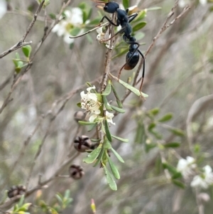 Myrmecia tarsata at QPRC LGA - 10 Dec 2023