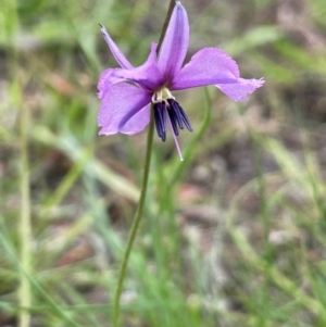 Arthropodium fimbriatum at QPRC LGA - 10 Dec 2023 01:39 PM