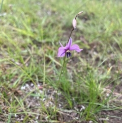 Arthropodium fimbriatum at QPRC LGA - 10 Dec 2023 01:39 PM