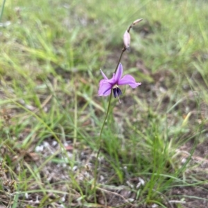 Arthropodium fimbriatum at QPRC LGA - 10 Dec 2023 01:39 PM