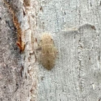 Ledromorpha planirostris (A leafhopper) at Aranda, ACT - 10 Dec 2023 by KMcCue