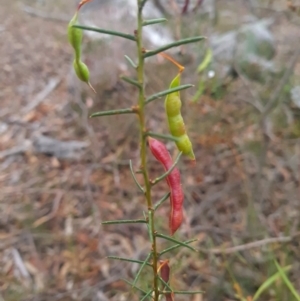 Acacia genistifolia at Gungaderra Grasslands - 11 Dec 2023