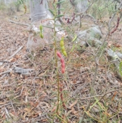 Acacia genistifolia at Gungaderra Grasslands - 11 Dec 2023