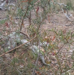 Acacia genistifolia at Gungaderra Grasslands - 11 Dec 2023