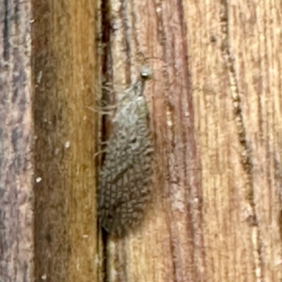 Micromus tasmaniae (Tasmanian Brown Lacewing) at GG182 - 9 Dec 2023 by KMcCue