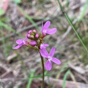 Stylidium graminifolium at QPRC LGA - 10 Dec 2023 03:52 PM