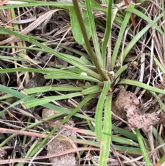 Stylidium graminifolium at QPRC LGA - 10 Dec 2023 03:52 PM