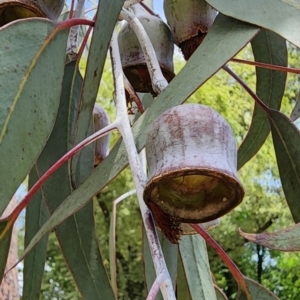Eucalyptus caesia at Yarralumla, ACT - 11 Dec 2023