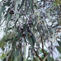 Eucalyptus caesia at Yarralumla, ACT - 11 Dec 2023 12:47 PM