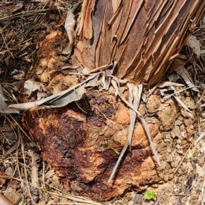 Eucalyptus caesia at Yarralumla, ACT - 11 Dec 2023