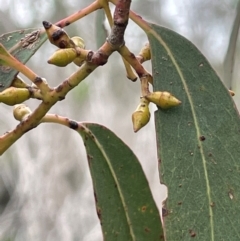 Eucalyptus rubida at QPRC LGA - 10 Dec 2023