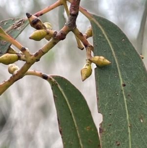 Eucalyptus rubida at QPRC LGA - 10 Dec 2023