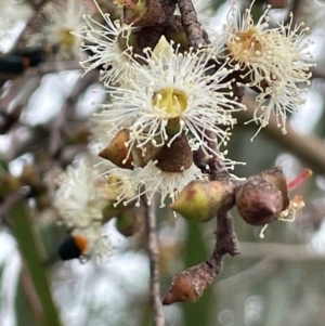 Eucalyptus rubida at QPRC LGA - 10 Dec 2023