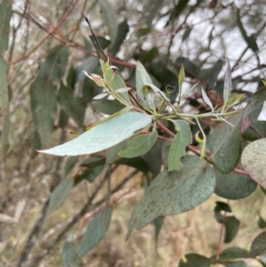 Eucalyptus rubida at QPRC LGA - 10 Dec 2023