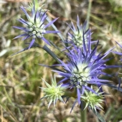 Eryngium ovinum (Blue Devil) at Googong, NSW - 11 Dec 2023 by Wandiyali