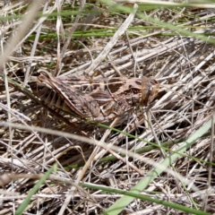 Perunga ochracea (Perunga grasshopper, Cross-dressing Grasshopper) at Wandiyali-Environa Conservation Area - 11 Dec 2023 by Wandiyali