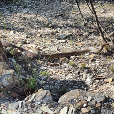 Pseudonaja textilis (Eastern Brown Snake) at Captains Flat, NSW - 11 Dec 2023 by CosmicWattle