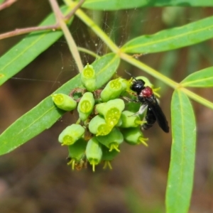 Callomelitta littleri at QPRC LGA - suppressed