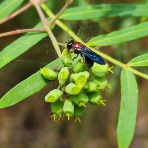 Callomelitta littleri at QPRC LGA - suppressed