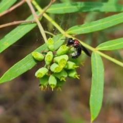 Callomelitta littleri at QPRC LGA - suppressed