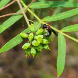 Callomelitta littleri at QPRC LGA - suppressed