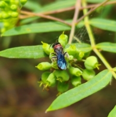 Callomelitta littleri at QPRC LGA - suppressed