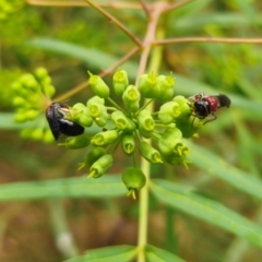 Callomelitta littleri at QPRC LGA - suppressed