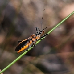 Gminatus australis (Orange assassin bug) at QPRC LGA - 11 Dec 2023 by Csteele4
