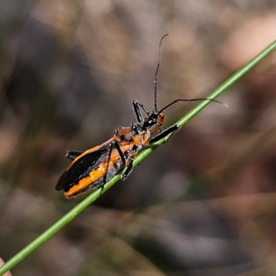 Gminatus australis (Orange assassin bug) at Captains Flat, NSW - 11 Dec 2023 by Csteele4