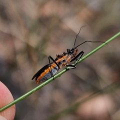 Gminatus australis at QPRC LGA - 11 Dec 2023