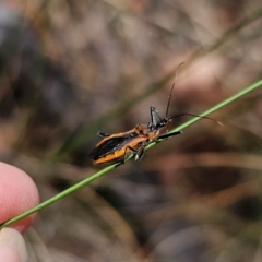 Gminatus australis at QPRC LGA - 11 Dec 2023