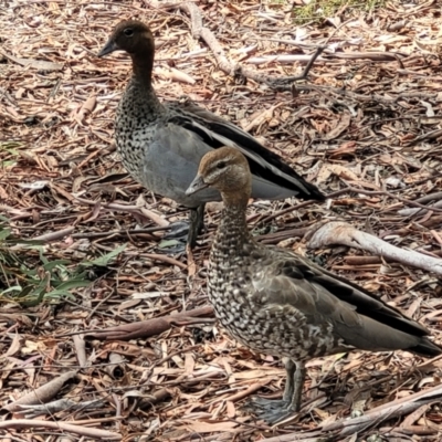 Chenonetta jubata (Australian Wood Duck) at Banksia Street Wetland Corridor - 11 Dec 2023 by trevorpreston