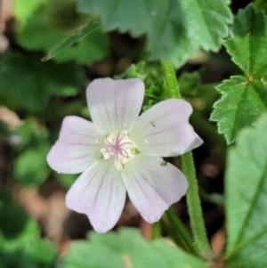 Malva neglecta at Banksia Street Wetland Corridor - 11 Dec 2023 01:02 PM