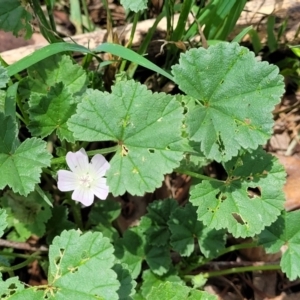 Malva neglecta at Banksia Street Wetland Corridor - 11 Dec 2023 01:02 PM