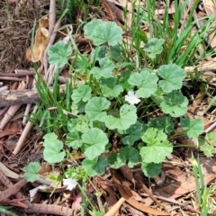 Malva neglecta at Banksia Street Wetland Corridor - 11 Dec 2023 01:02 PM