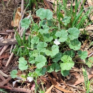 Malva neglecta at Banksia Street Wetland Corridor - 11 Dec 2023 01:02 PM